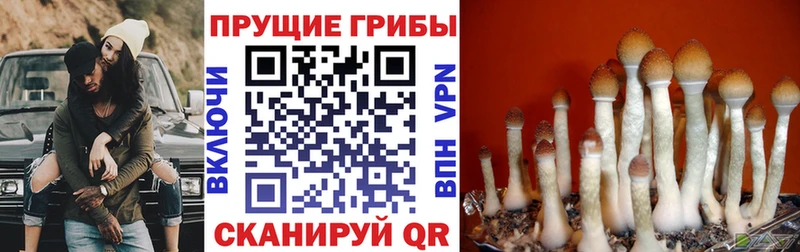 Псилоцибиновые грибы прущие грибы Купить где Вихоревка